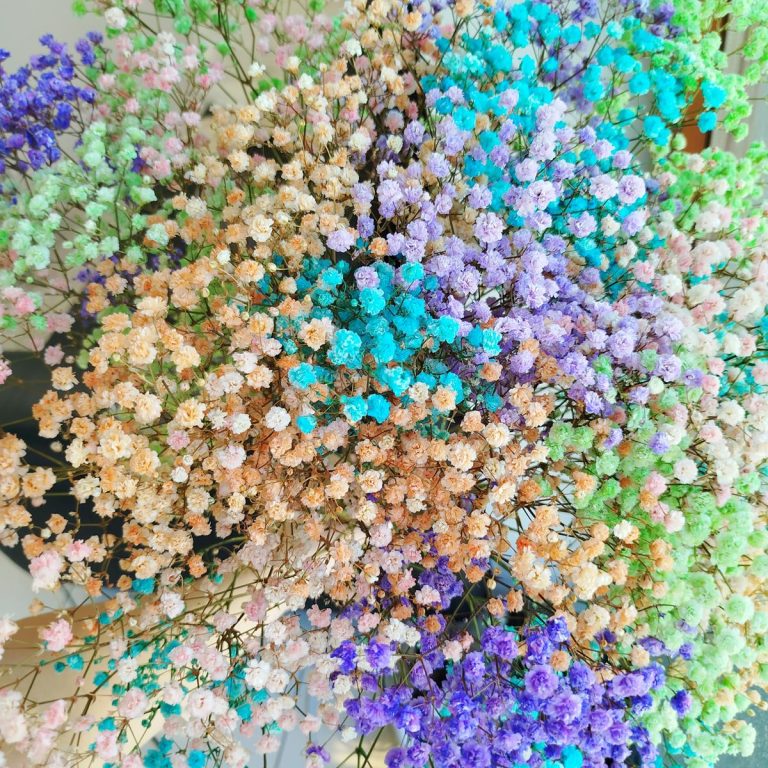 Gipsówka stabilizowana wiecznie żywa mix kolorów duży bukiet