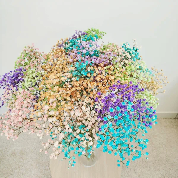 Gipsówka stabilizowana wiecznie żywa kolorowa duży bukiet