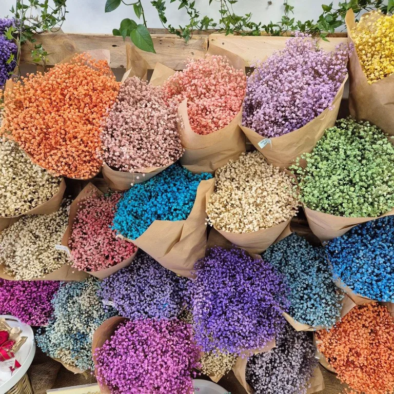 Gipsówka stabilizowana wiecznie żywa kolorowa duży bukiet