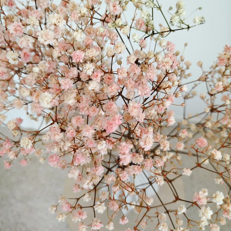 Gipsówka stabilizowana wiecznie żywa różowa mały bukiet