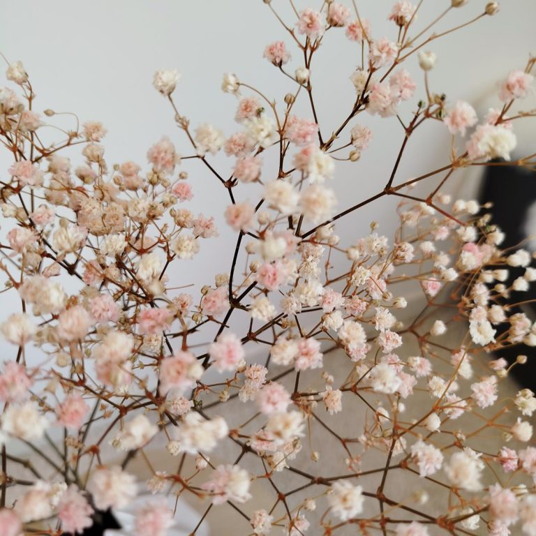 Gipsówka stabilizowana wiecznie żywa różowa mały bukiet