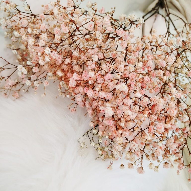 Gipsówka stabilizowana wiecznie żywa różowa mały bukiet