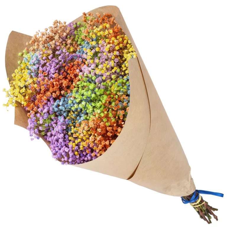 Gipsówka stabilizowana wiecznie żywa kolorowa duży bukiet