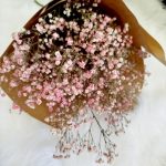 Gipsówka suszona różowa