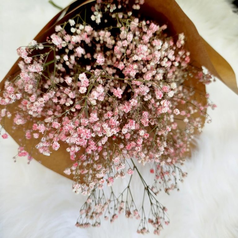 Gipsówka suszona różowa