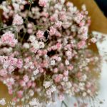 Gipsówka suszona różowa