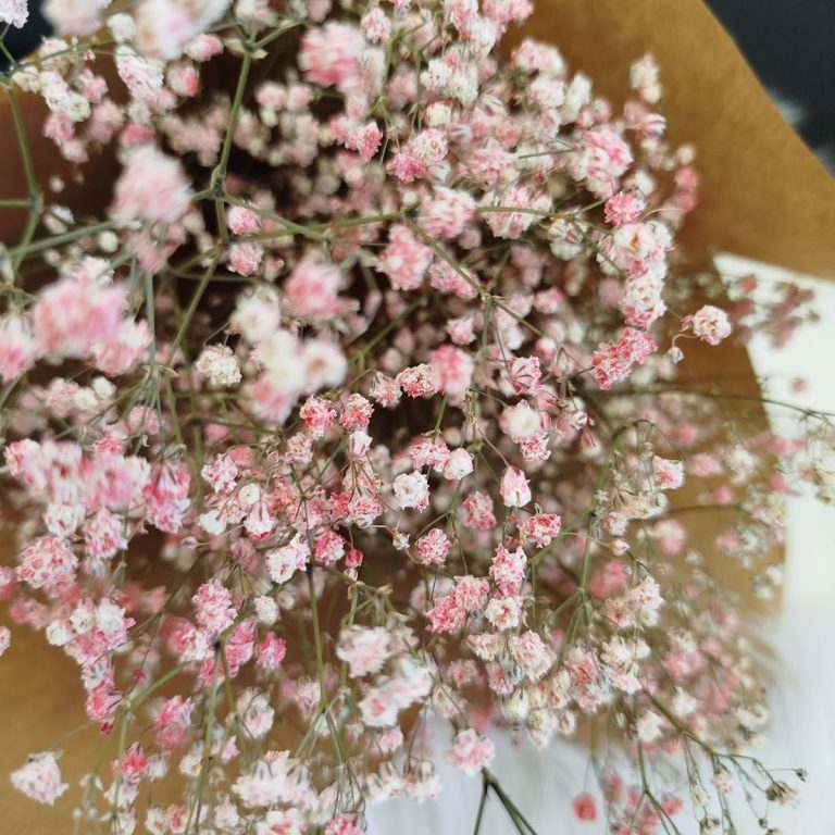 Gipsówka suszona różowa