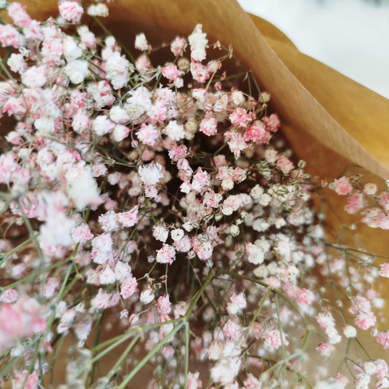 Gipsówka suszona różowa