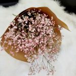 Gipsówka suszona różowa