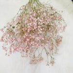 Gipsówka suszona różowa