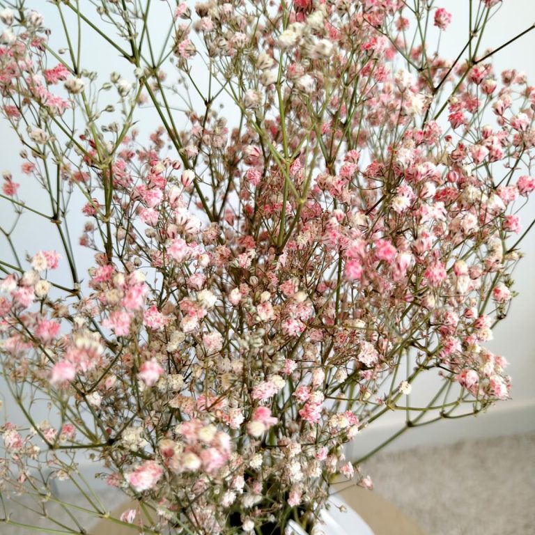 Gipsówka suszona różowa