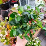 Golteria rozesłana (Gaultheria Big Berry) 15cm
