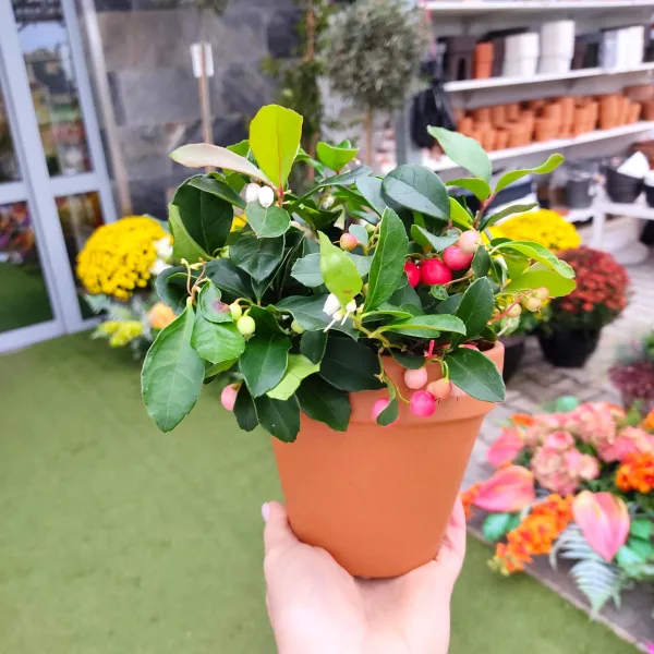 Golteria rozesłana (Gaultheria Big Berry) 15cm