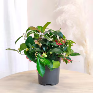 Golteria rozesłana (Gaultheria Big Berry) 10-15cm