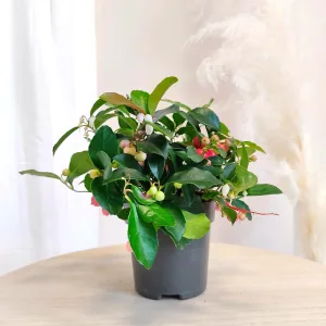 Golteria rozesłana (Gaultheria Big Berry) 15cm