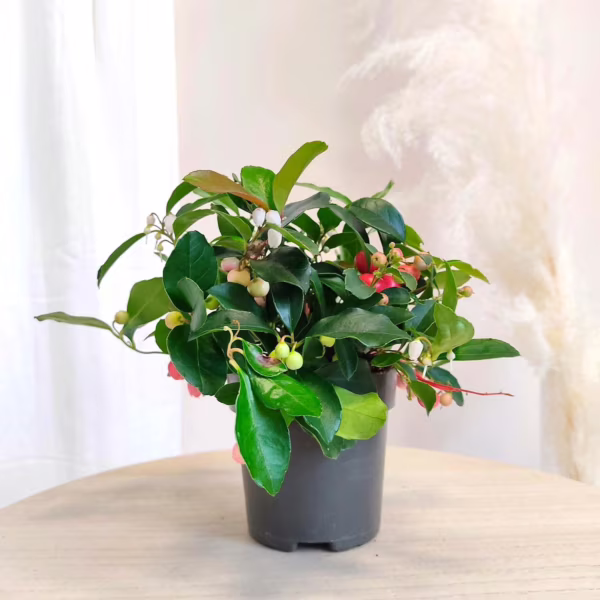 Golteria rozesłana (Gaultheria Big Berry) 10-15cm
