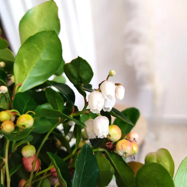 Golteria rozesłana (Gaultheria Big Berry) 15cm