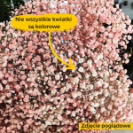 Gipsówka żywa gotowy bukiet różowy duży