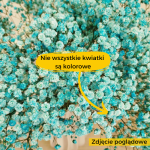 Gipsówka stabilizowana wiecznie żywa niebieska duży bukiet