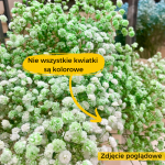 Gipsówka stabilizowana wiecznie żywa zielona duży bukiet