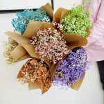 Gipsówka suszona różowa