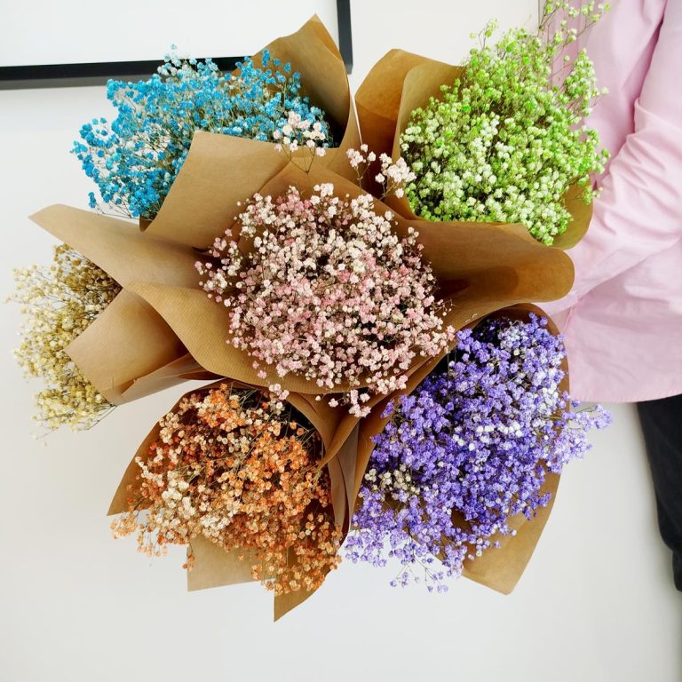 Gipsówka suszona różowa