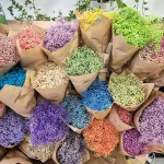 Gipsówka stabilizowana wiecznie żywa kolorowa duży bukiet