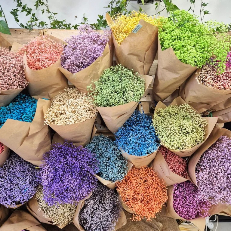 Gipsówka stabilizowana wiecznie żywa kolorowa duży bukiet