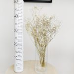 Gipsówka suszona biała