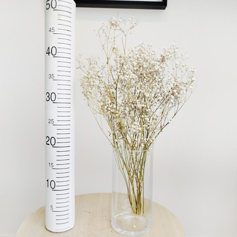 Gipsówka suszona biała