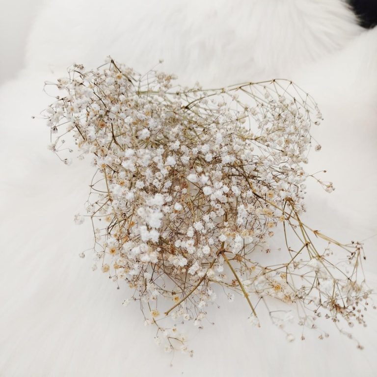 Gipsówka suszona biała