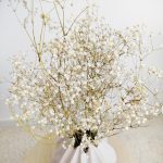 Gipsówka suszona biała