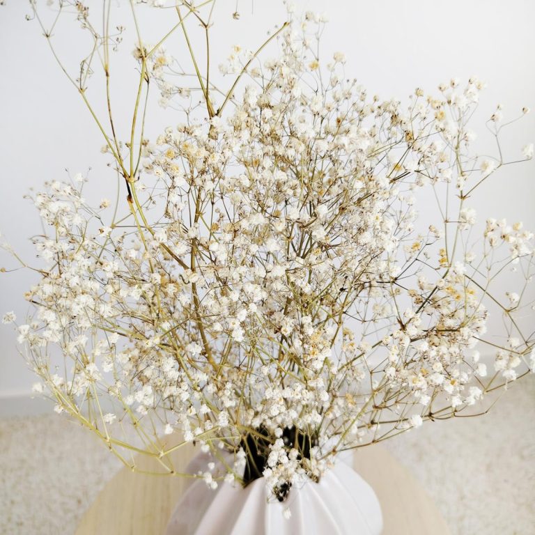 Gipsówka suszona biała