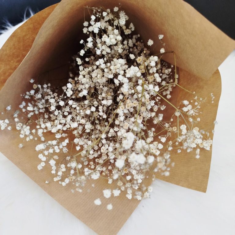 Gipsówka suszona biała