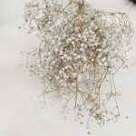 Gipsówka suszona biała