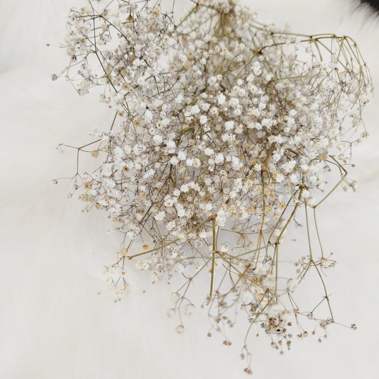 Gipsówka suszona biała