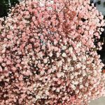 Gipsówka żywa gotowy bukiet różowy duży