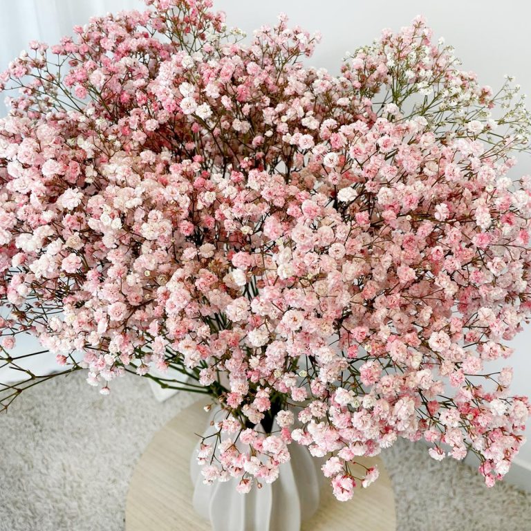 Gipsówka żywa gotowy bukiet różowy duży