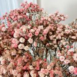 Gipsówka żywa gotowy bukiet różowy duży