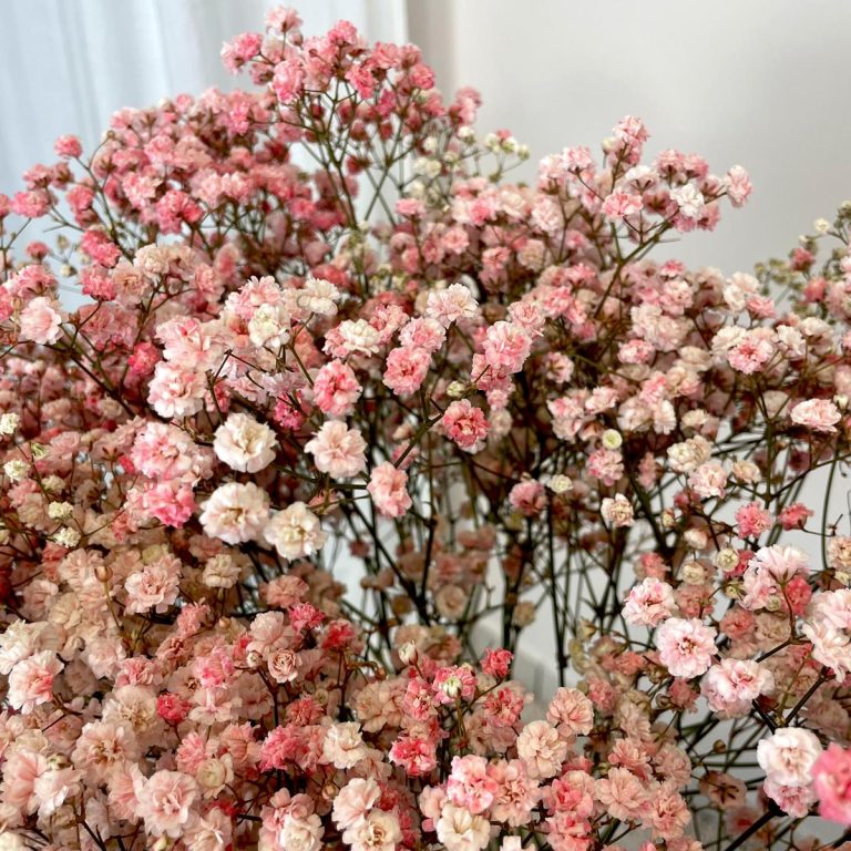 Gipsówka żywa gotowy bukiet różowy duży