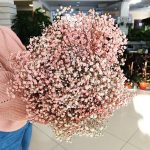 Gipsówka żywa gotowy bukiet różowy duży