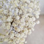 Gipsówka stabilizowana wiecznie żywa biała mały bukiet