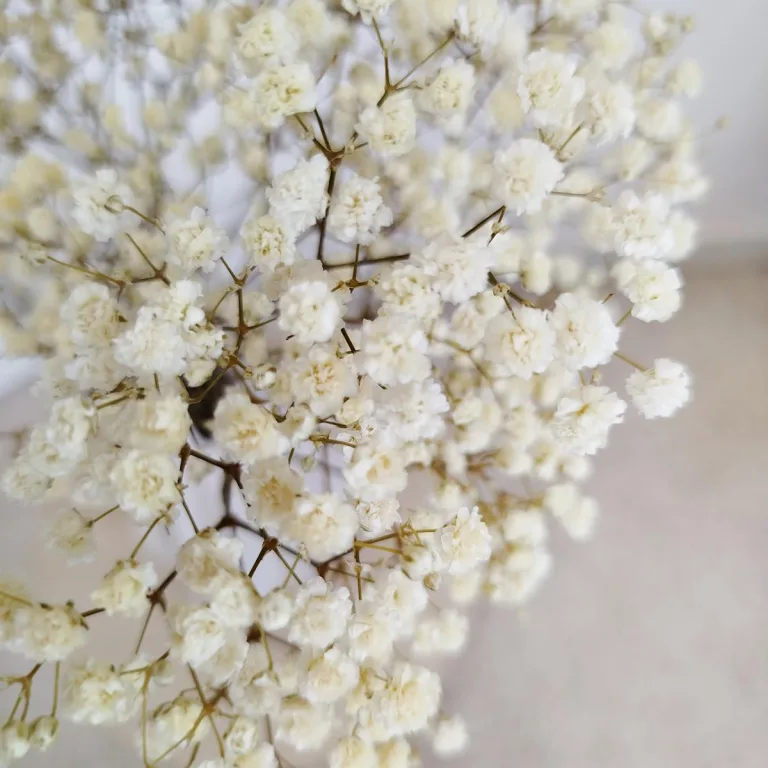 Gipsówka stabilizowana wiecznie żywa naturalnie biała mały bukiet