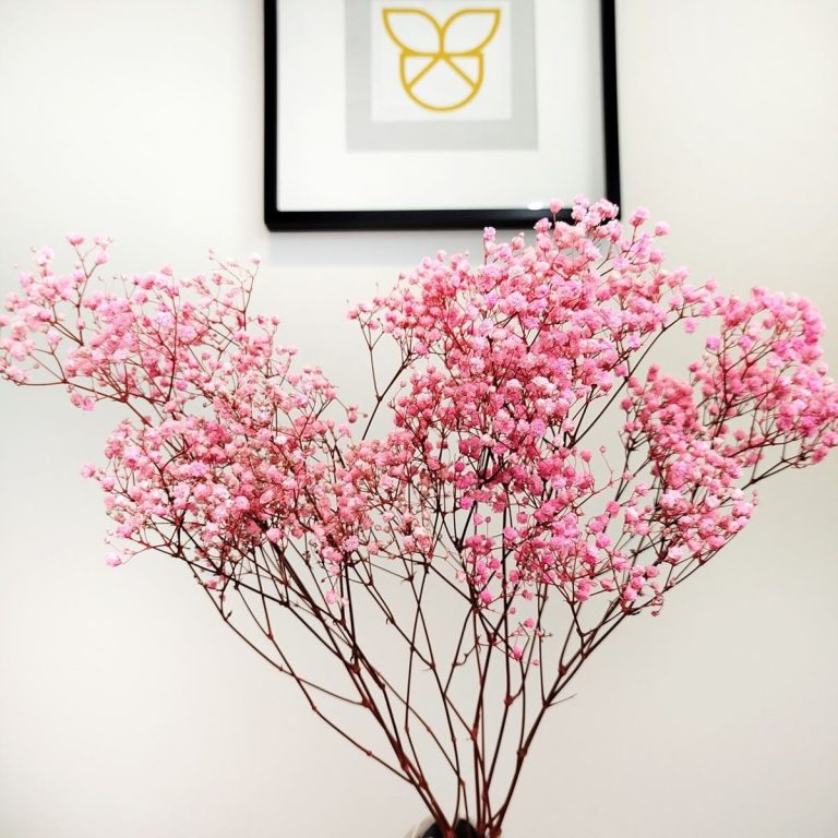 Gipsówka stabilizowana wiecznie żywa ciemno różowa mały bukiet