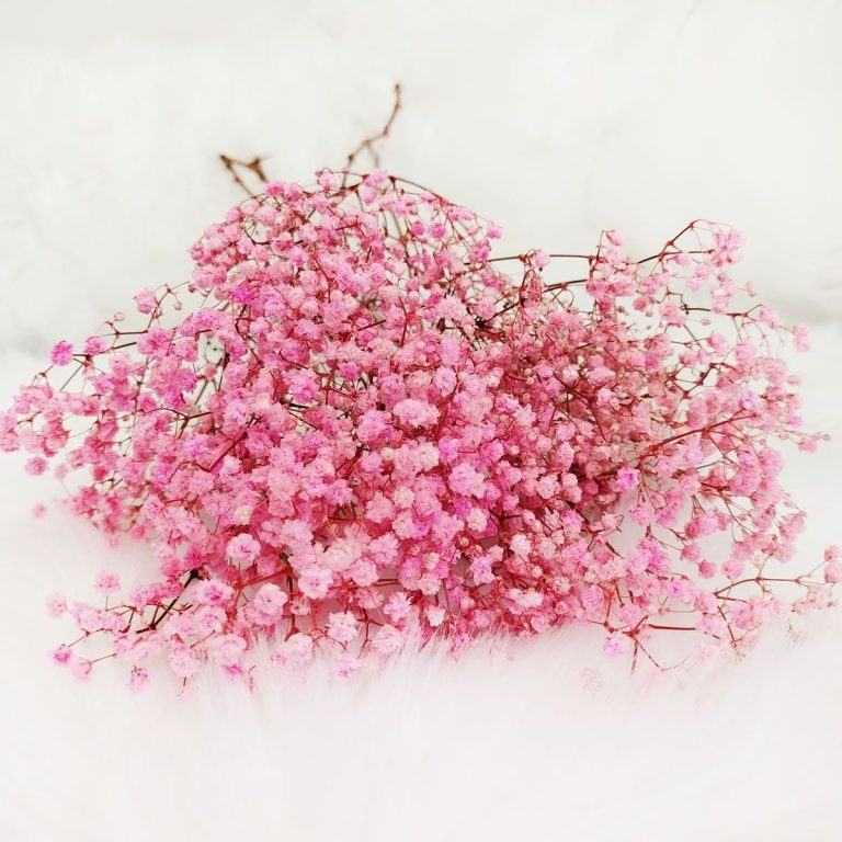 Gipsówka stabilizowana wiecznie żywa ciemno różowa mały bukiet