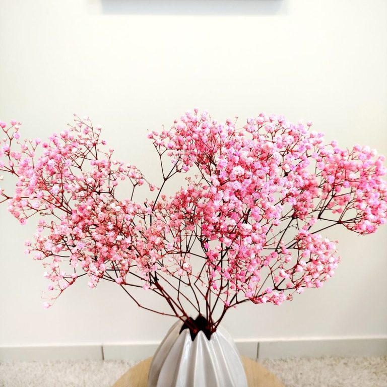 Gipsówka stabilizowana wiecznie żywa ciemno różowa mały bukiet