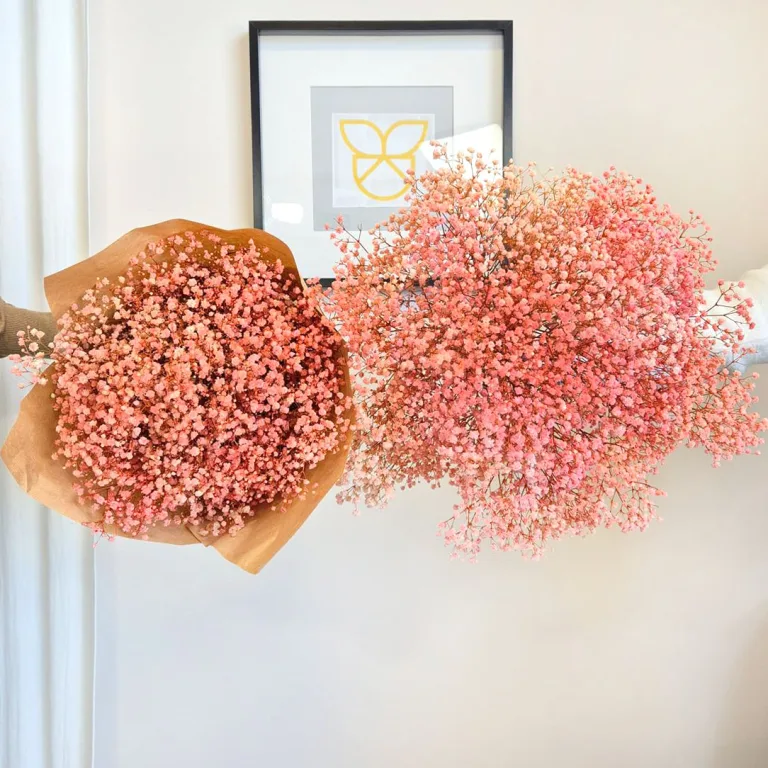 Gipsówka stabilizowana wiecznie żywa różowa duży bukiet