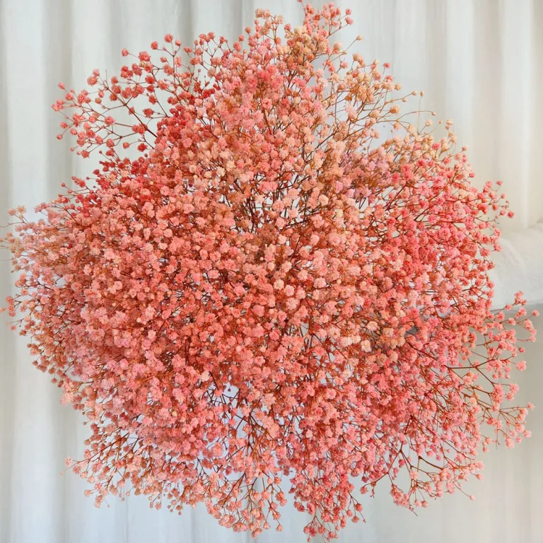 Gipsówka stabilizowana wiecznie żywa różowa duży bukiet