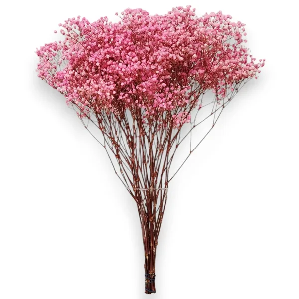 Gipsówka stabilizowana wiecznie żywa ciemno różowa duży bukiet