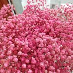 Gipsówka stabilizowana wiecznie żywa ciemno różowa duży bukiet